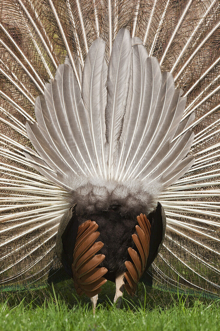 Männlicher indischer Pfau mit Schwanzfedern, Deutschland