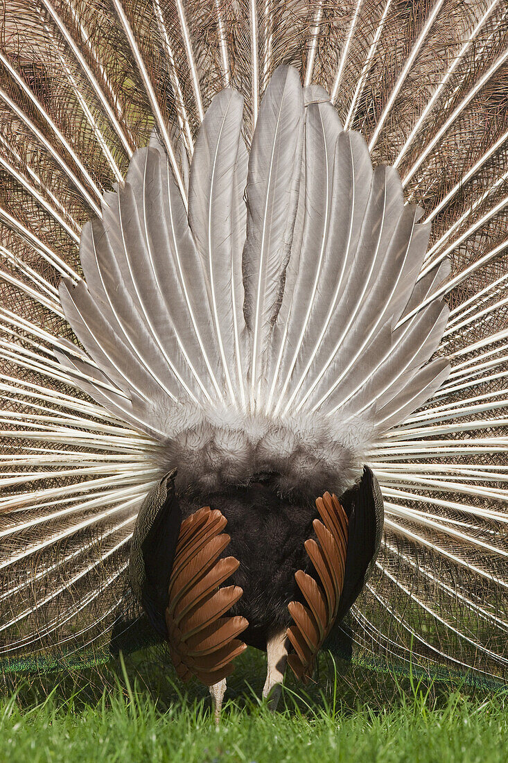 Male Indian Peacock Displaying Tail Feathers, Germany