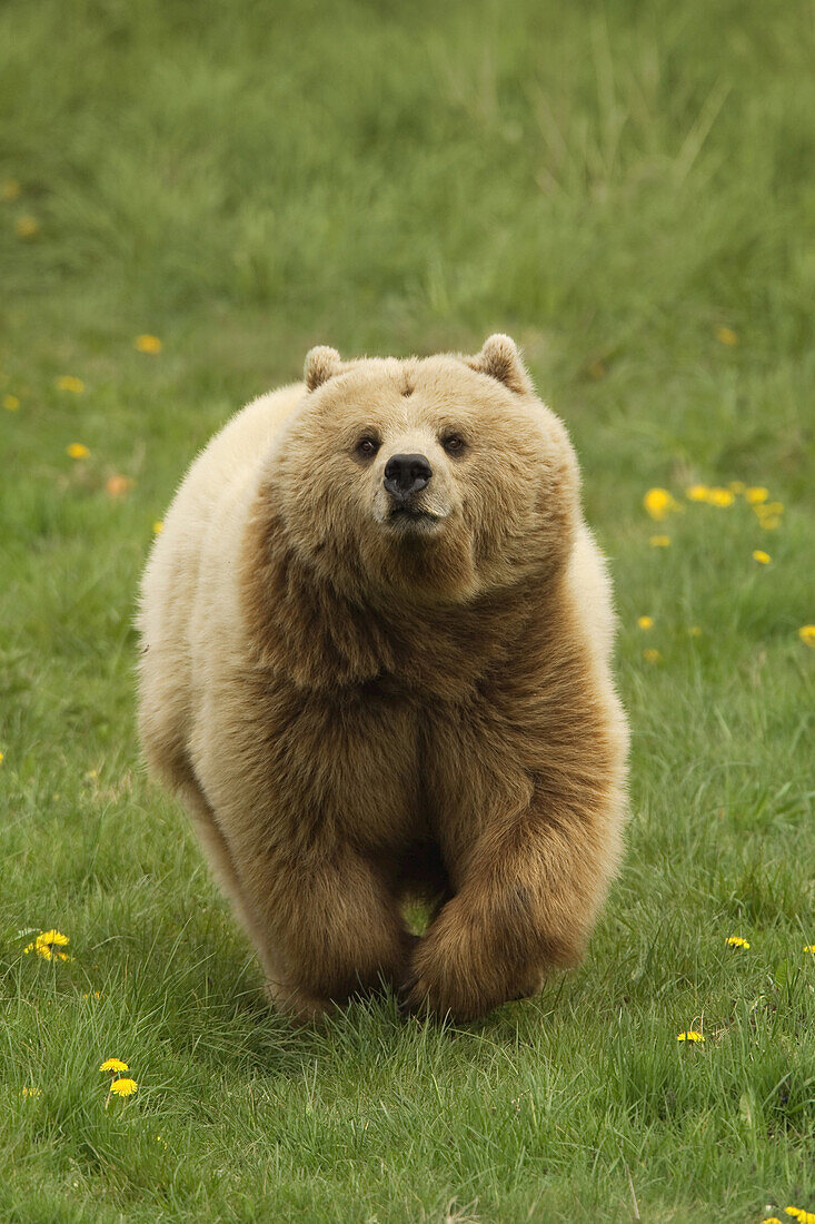 Braunbär