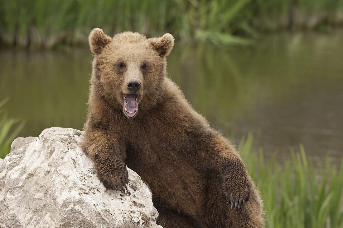 Brown Bear