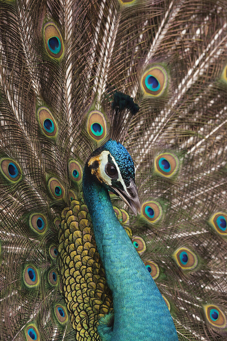 Close-up of Peacock