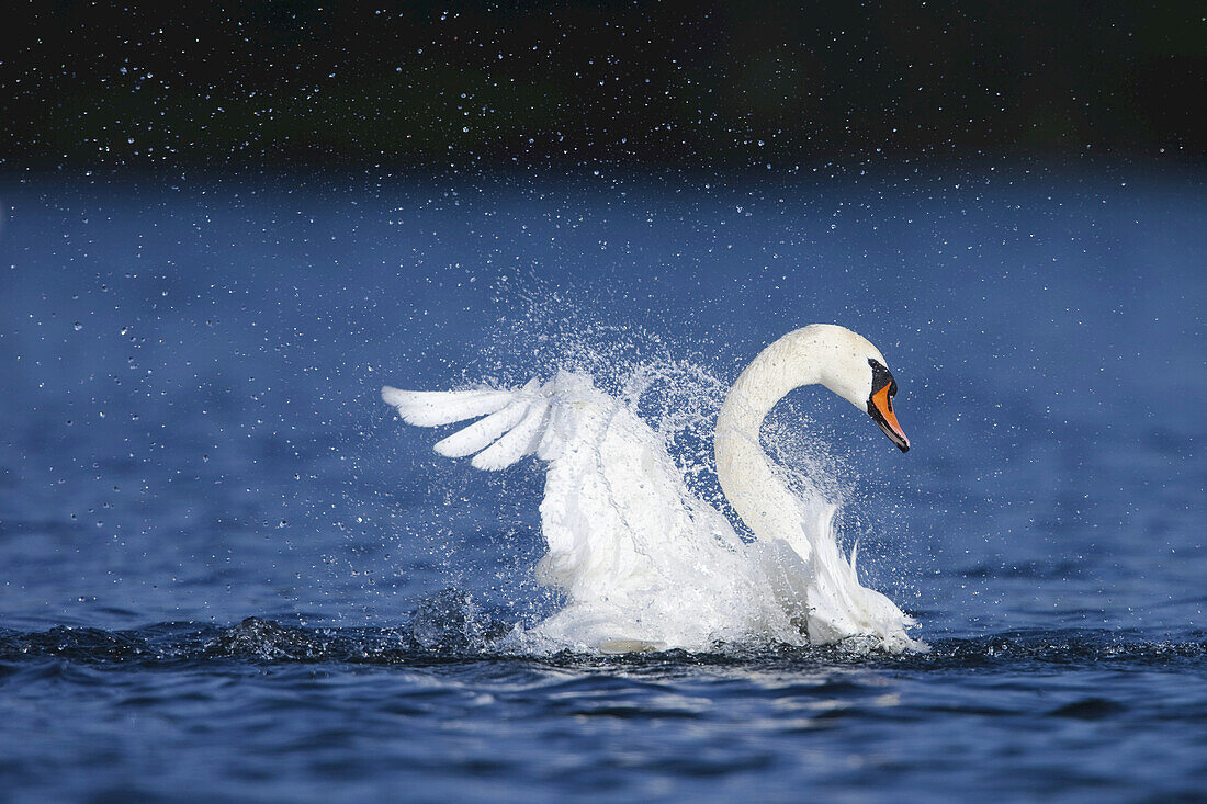 Mute Swan