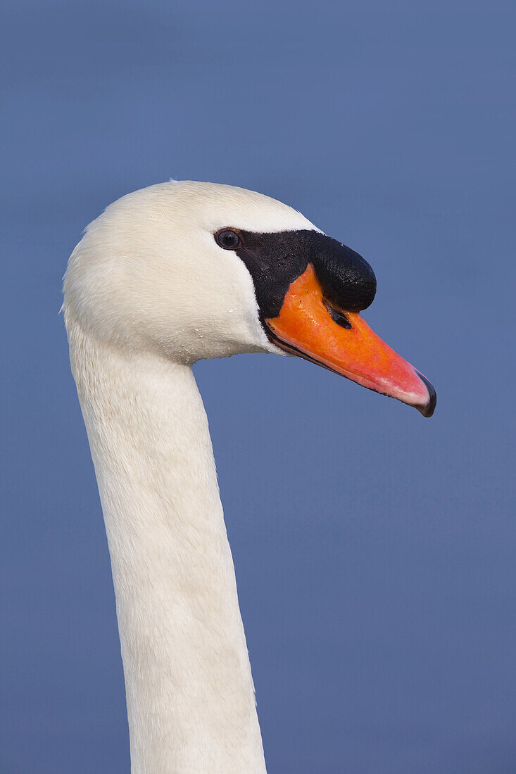 Close-up of Mute Swan