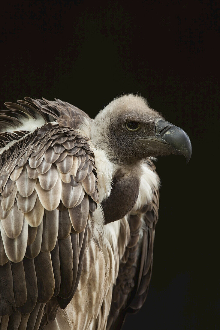 Nahaufnahme von Weißrückengeier (African White-Backed Vulture)