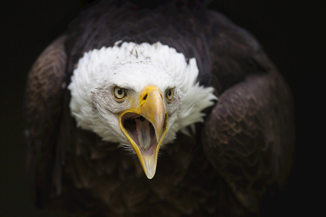 Close-Up of Bald Eagle