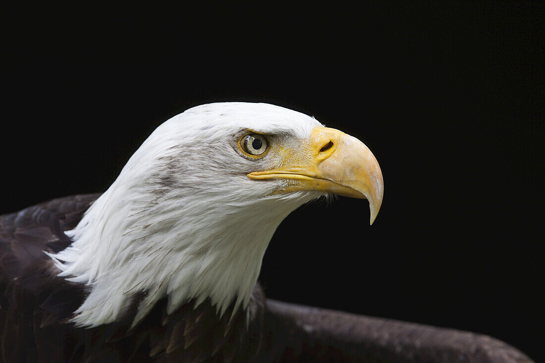 Close-Up of Bald Eagle