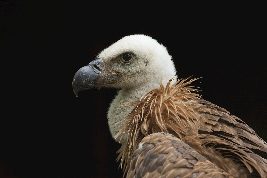 Portrait of Young Griffon Vulture