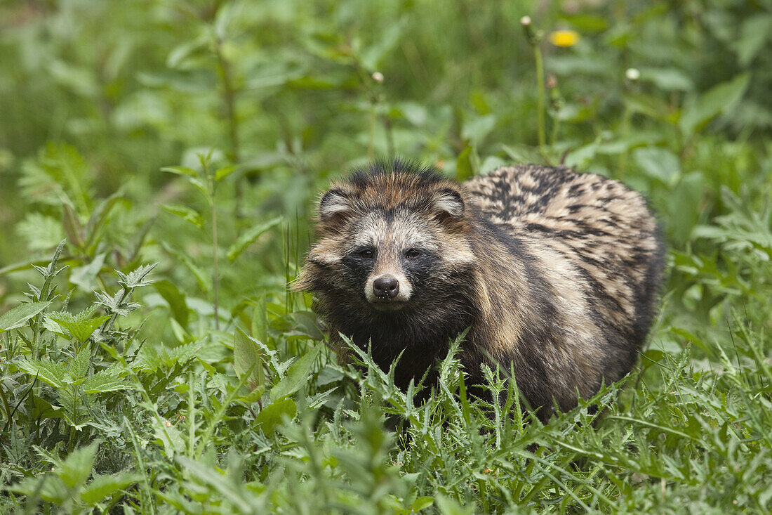 Raccoon Dog