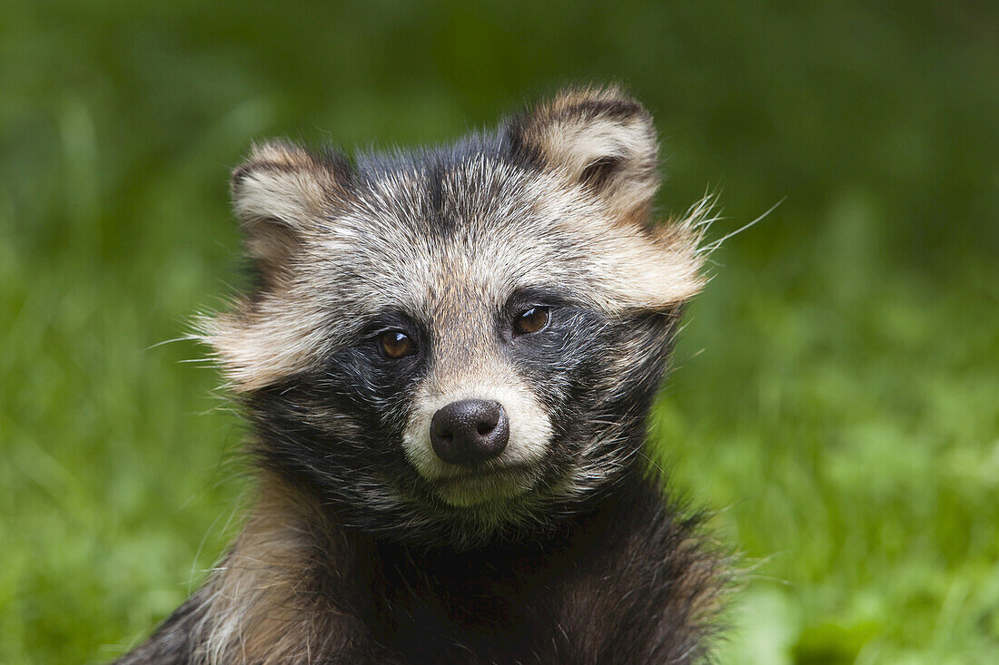 Waschbär Hund