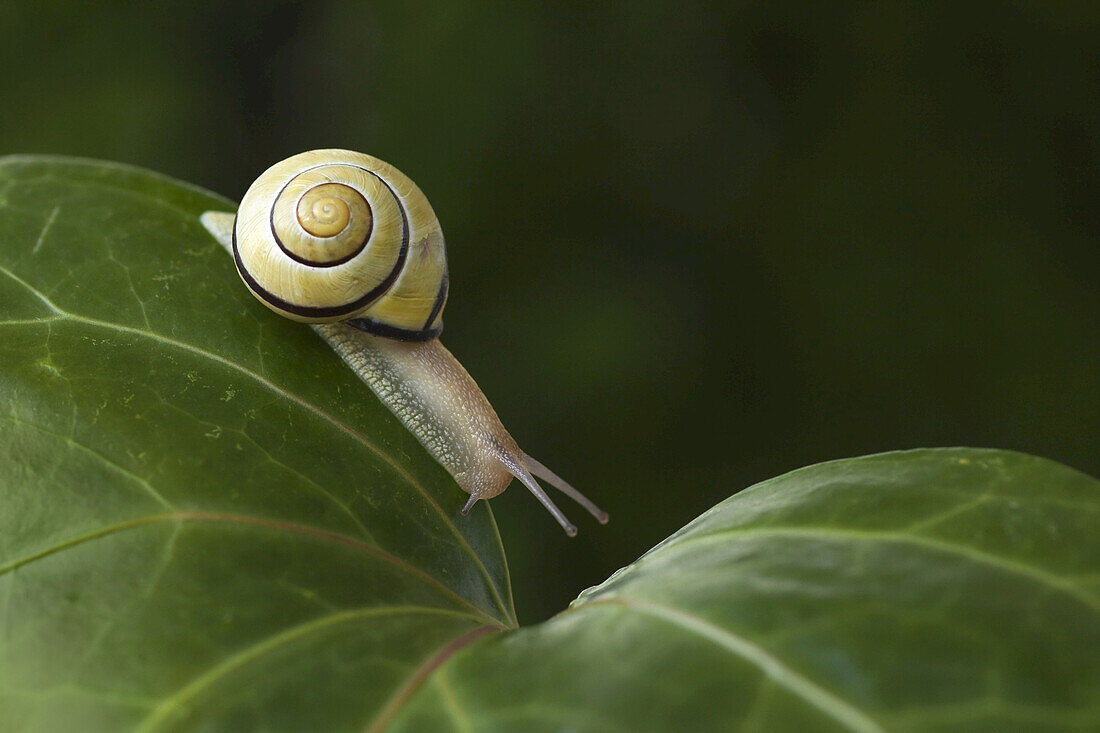 Braunlippige Schnecke