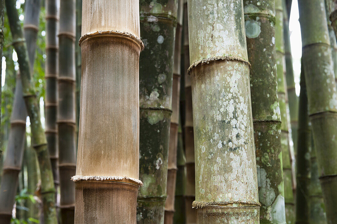 Nahaufnahme von Bambusbäumen, Botanischer Garten, Rio de Janeiro, Brasilien