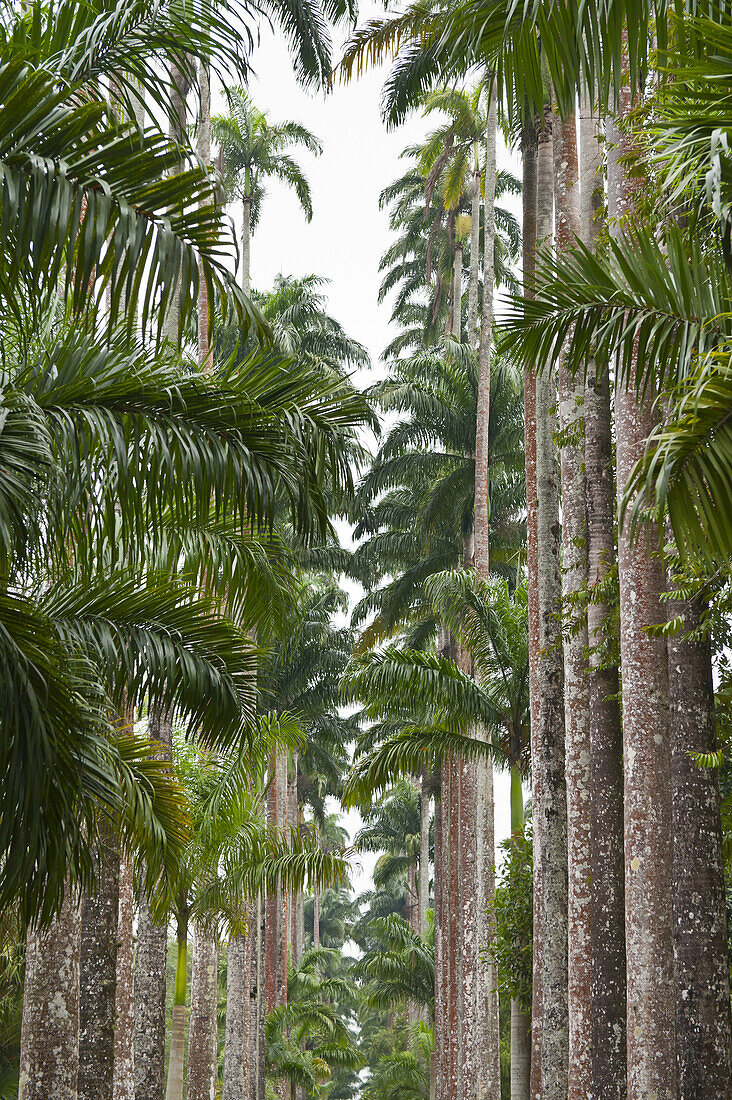Palmen, Botanische Gärten, Rio de Janeiro, Brasilien