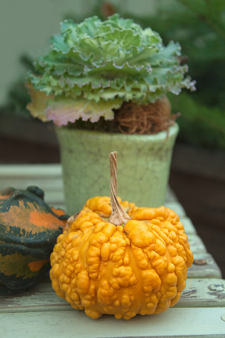 Herbstliche Dekoration mit Zierkürbis