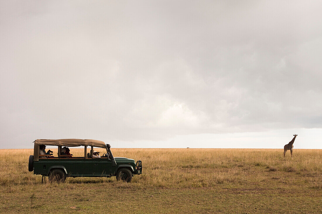 Safari Vehicle and Masai Giraffe, Masai Mara National Reserve, Kenya
