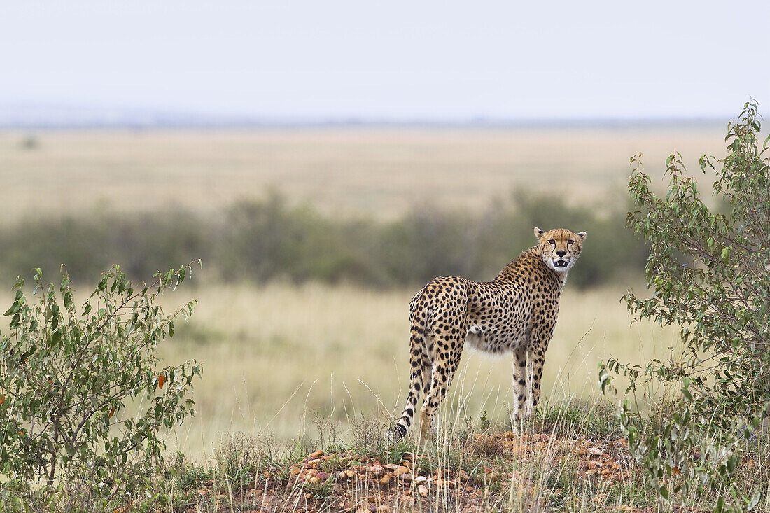 Cheetah, Masai Mara National Reserve, Kenya