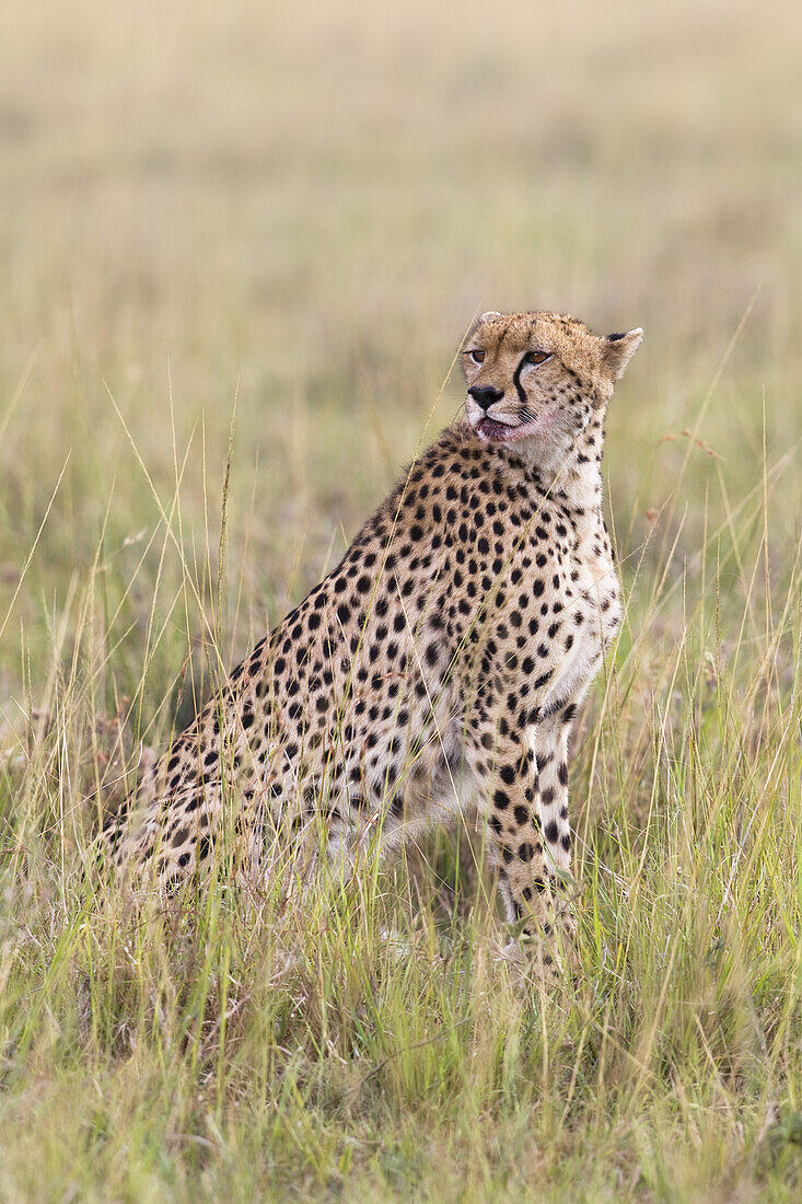 Portrait of Cheetah, Masai Mara National Reserve, Kenya