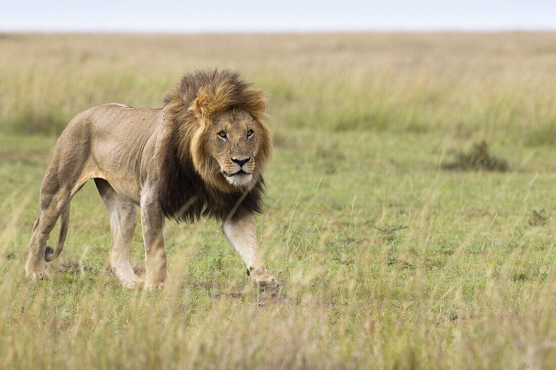 Männlicher Löwe, Masai Mara-Nationalreservat, Kenia