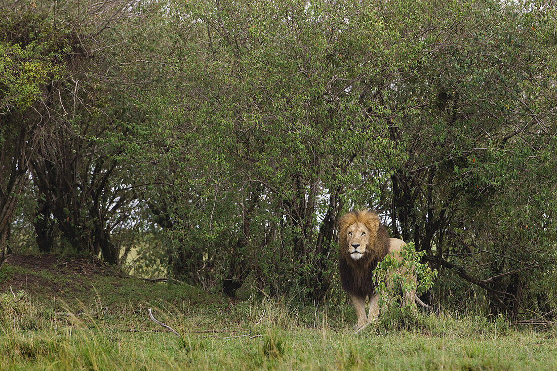 Male Lion, Masai Mara National Reserve, Kenya