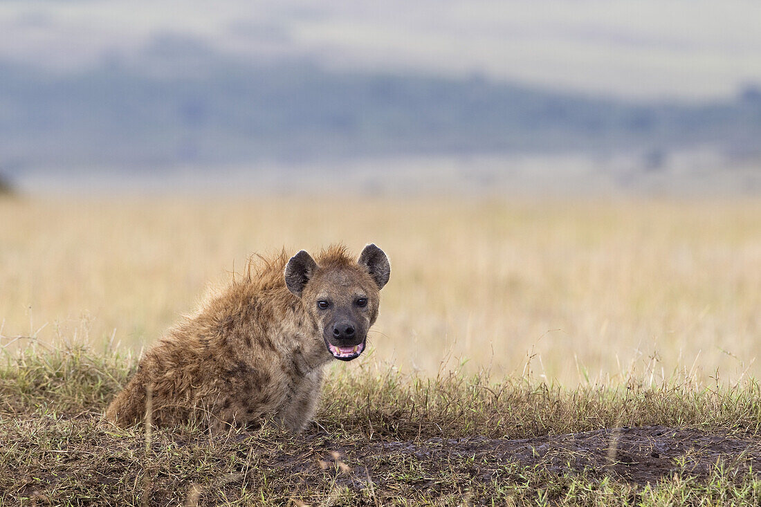 Tüpfelhyäne am Bau, Masai Mara Nationalreservat, Kenia