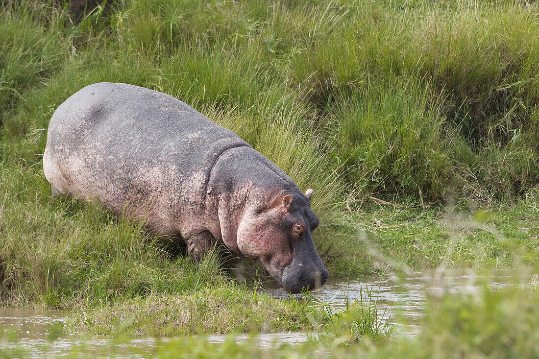 Hippopotamus, Masai Mara National Reserve, Kenya