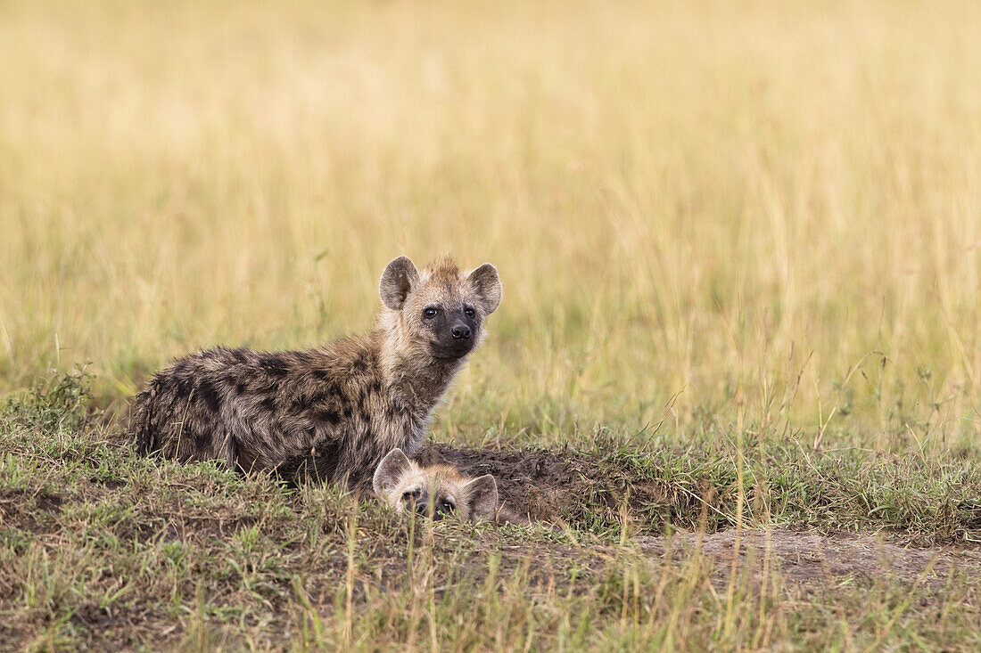 Tüpfelhyänen am Bau, Masai Mara Nationalreservat, Kenia