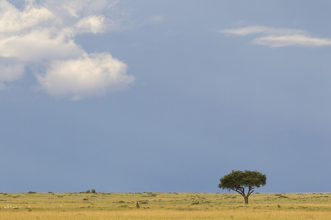 Akazienbaum, Masai Mara Nationalreservat, Kenia