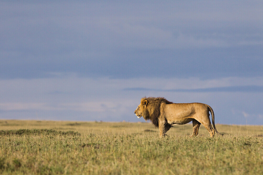 Löwe, Masai Mara Nationalreservat, Kenia