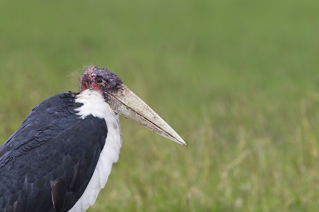 Marabu-Storch, Masai Mara Nationalreservat, Kenia