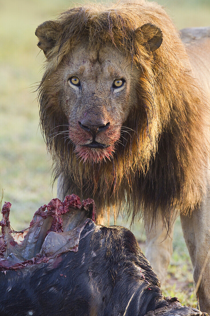 Männlicher Löwe mit erlegtem Tier, Masai Mara Nationalreservat, Kenia