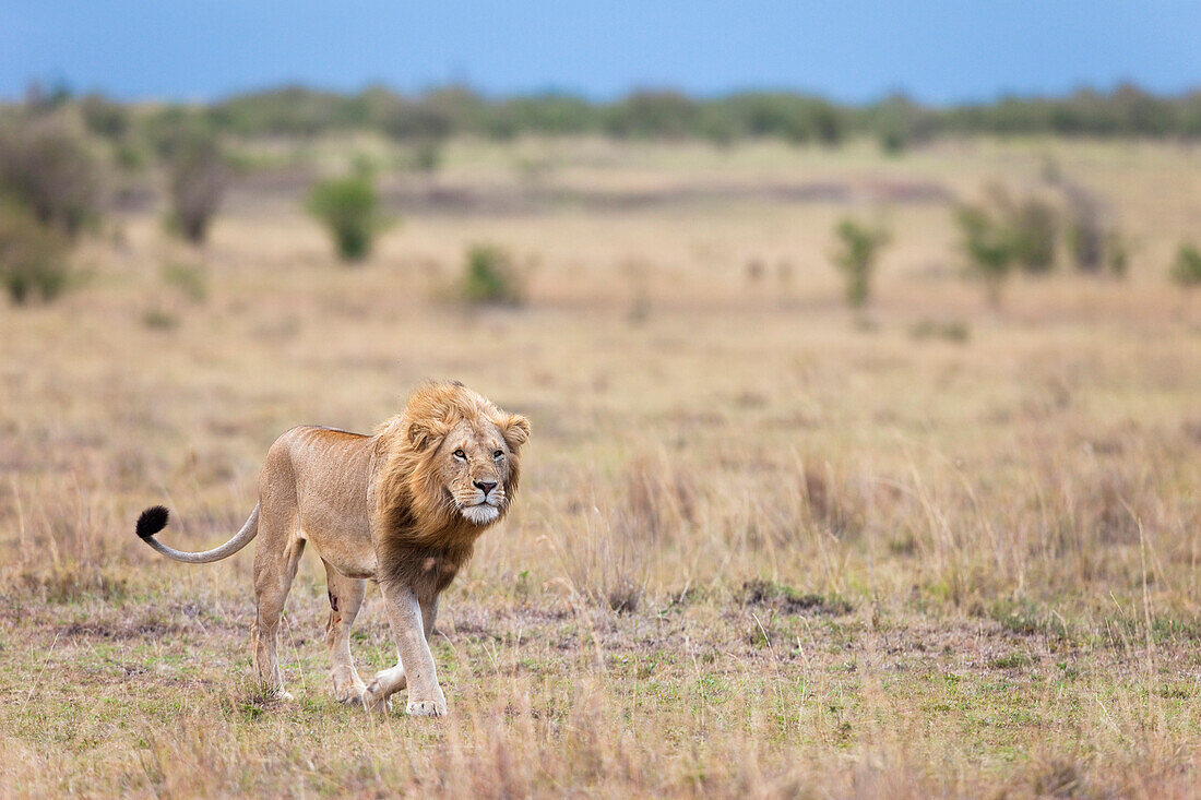 Männlicher Löwe, Masai Mara Nationalreservat, Kenia