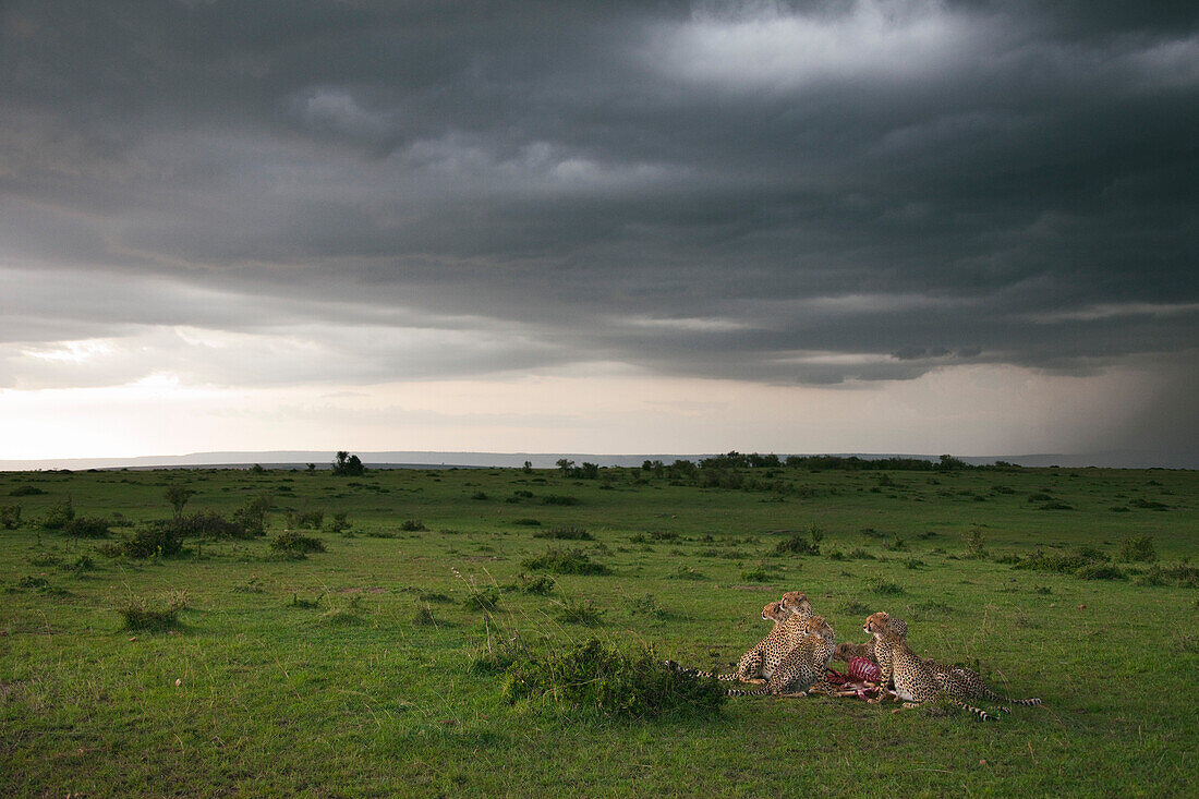 Geparden mit Beute, Masai Mara Nationalreservat, Kenia
