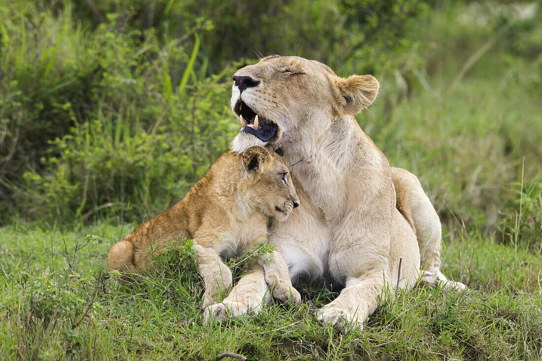 Löwe mit Jungtier, Masai Mara Nationalreservat, Kenia