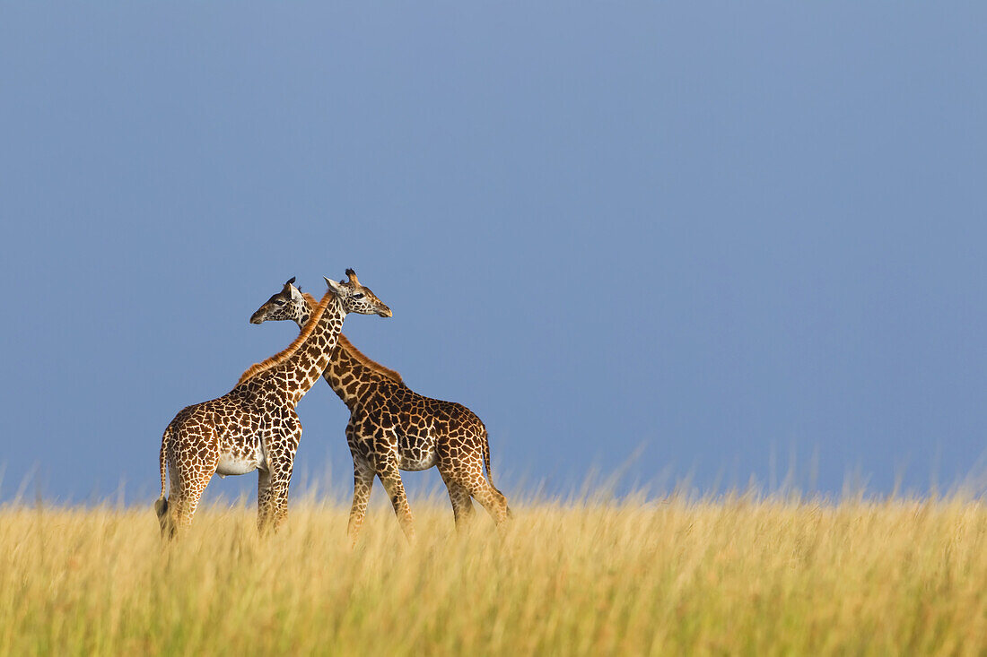 Masai-Giraffen, Masai Mara-Nationalreservat, Kenia