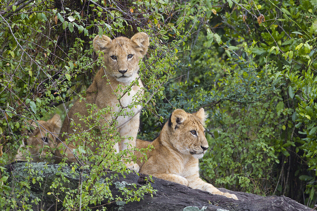 Löwenjunge, Masai Mara Nationalreservat, Kenia