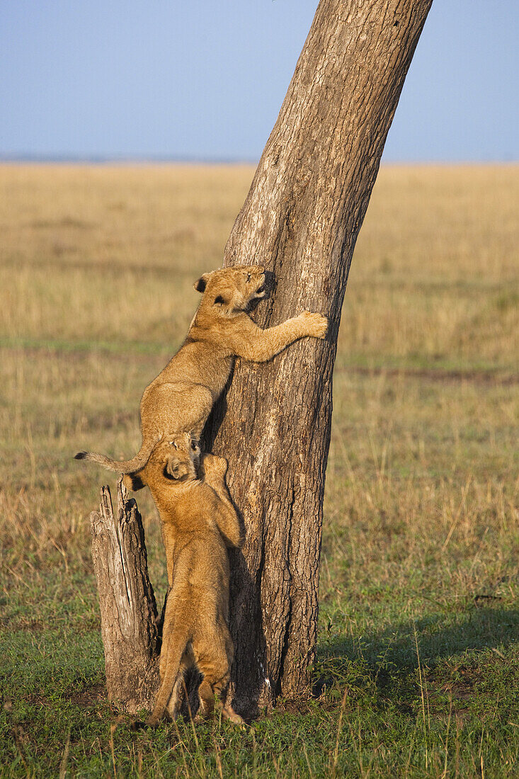 Löwenjunge klettert auf Baum, Masai Mara Nationalreservat, Kenia