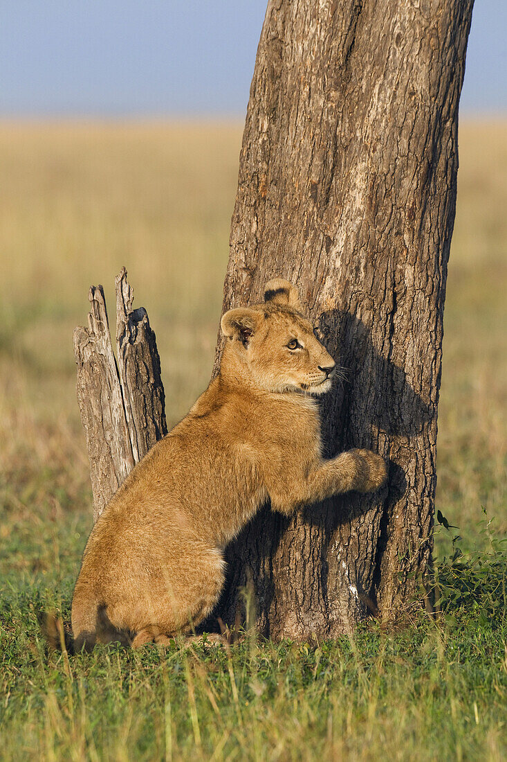 Löwenjunges am Baumstamm, Masai Mara Nationalreservat, Kenia