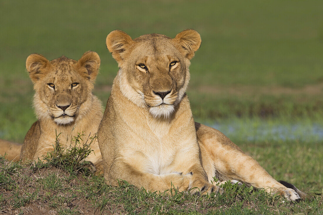 Mother Lion with Young Male, Masai Mara National Reserve, Kenya