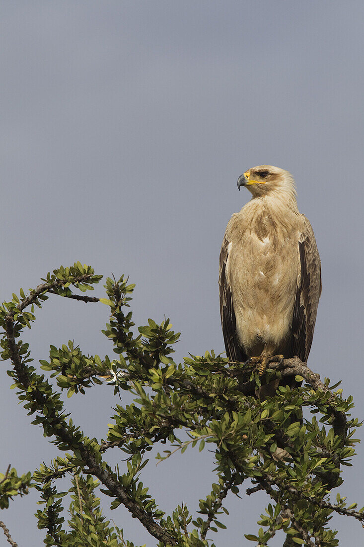 Tawny Eagle, Masai Mara National Reserve, Kenya