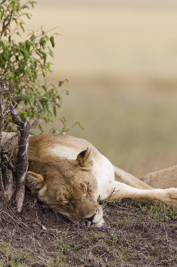 Weiblicher Löwe schlafend, Masai Mara Nationalreservat, Kenia