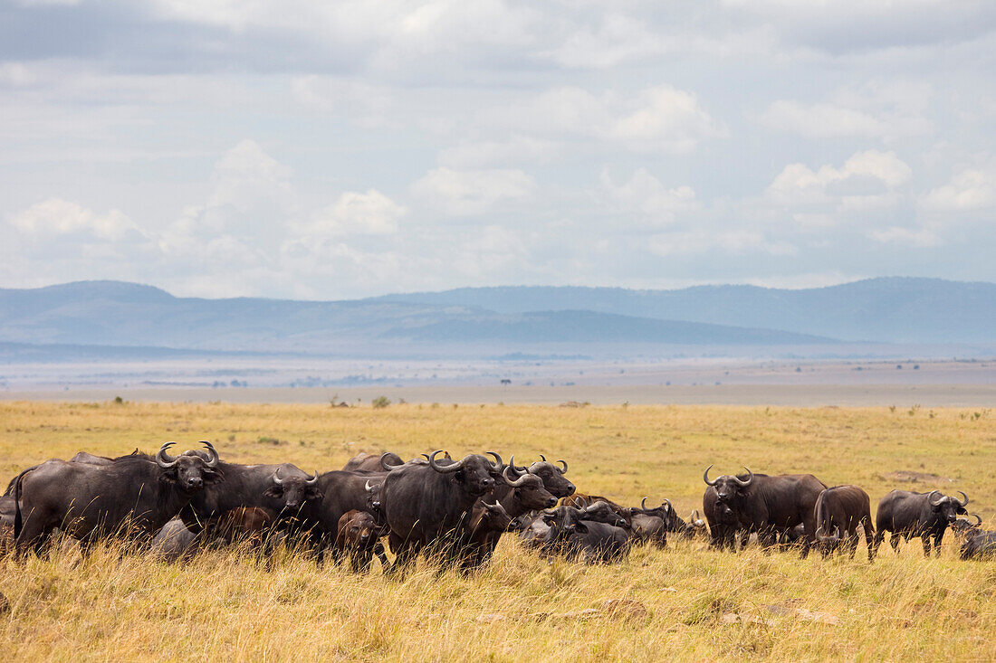 Kaffernbüffelherde, Masai Mara Nationalreservat, Kenia