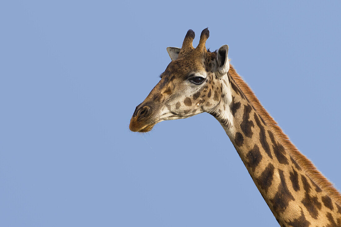 Masai Giraffe, Masai Mara National Reserve, Kenya