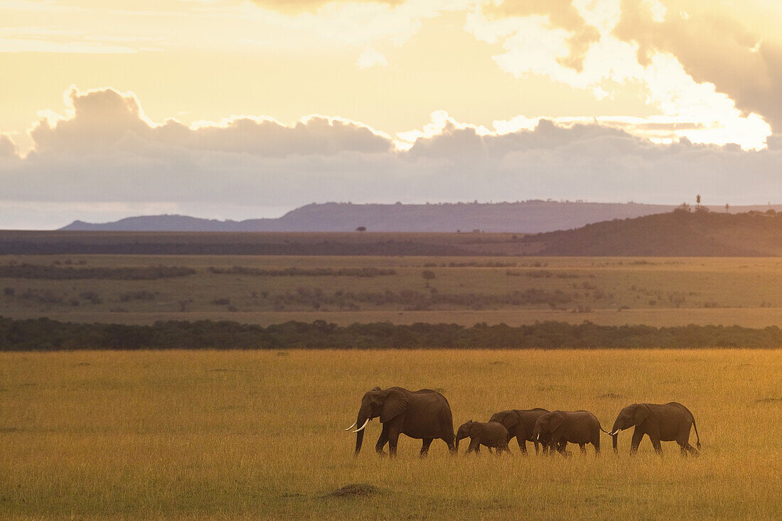 Afrikanische Buschelefanten, Masai Mara Nationalreservat, Kenia