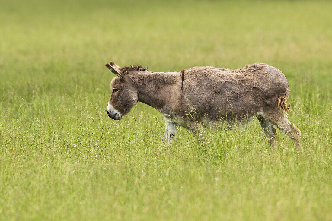 Esel im Feld, Bayern, Deutschland