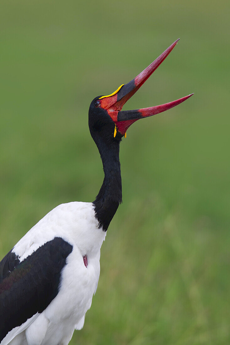 Saddle-billed Stork, Masai Mara National Reserve, Kenya