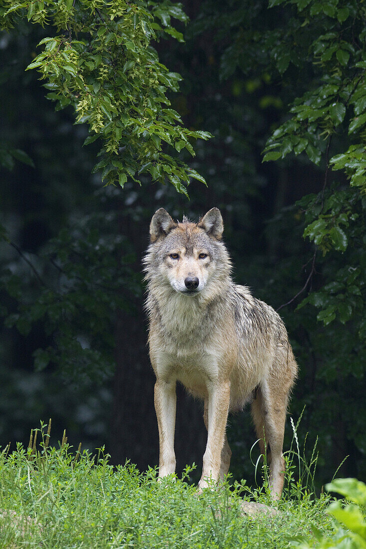 Timber Wolf in Game Reserve, Bavaria, Germany