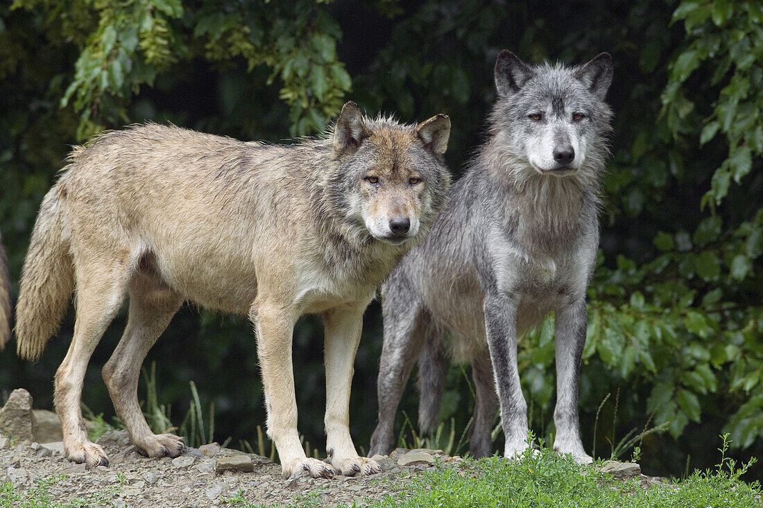 Timberwölfe im Wildgehege, Bayern, Deutschland