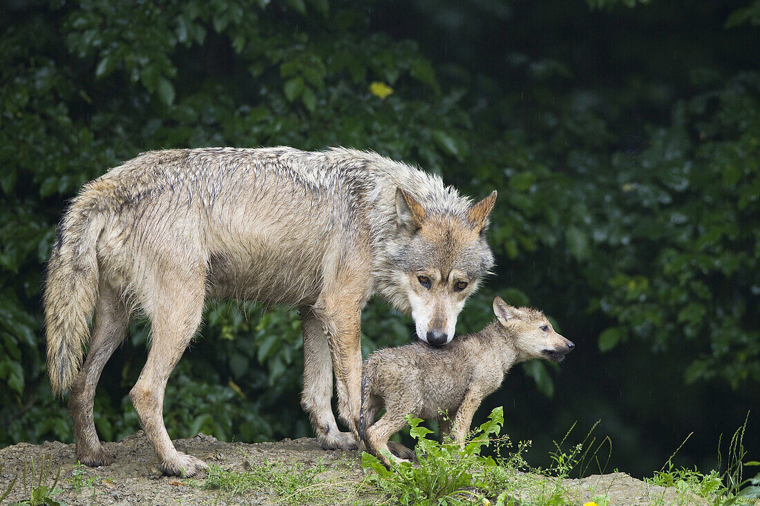 Timberwölfe im Wildgehege, Bayern, Deutschland