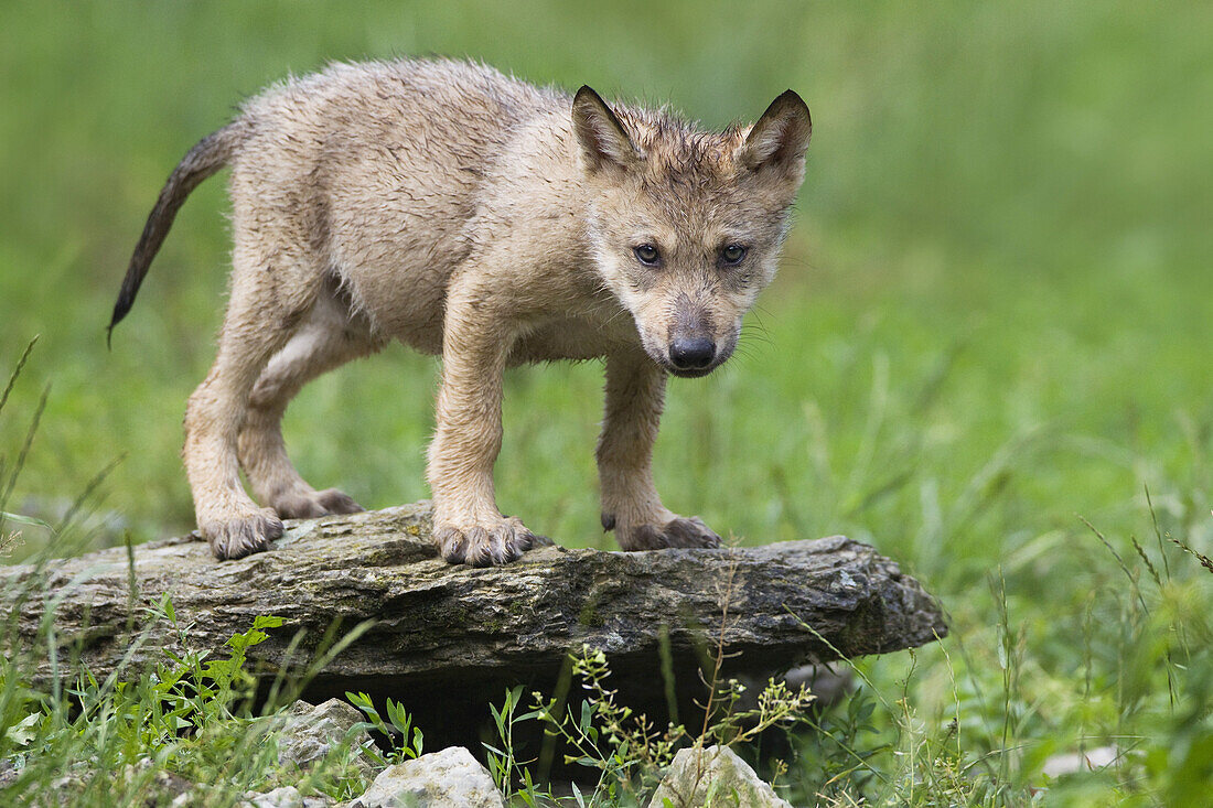 Timberwolfjunges, Bayern, Deutschland