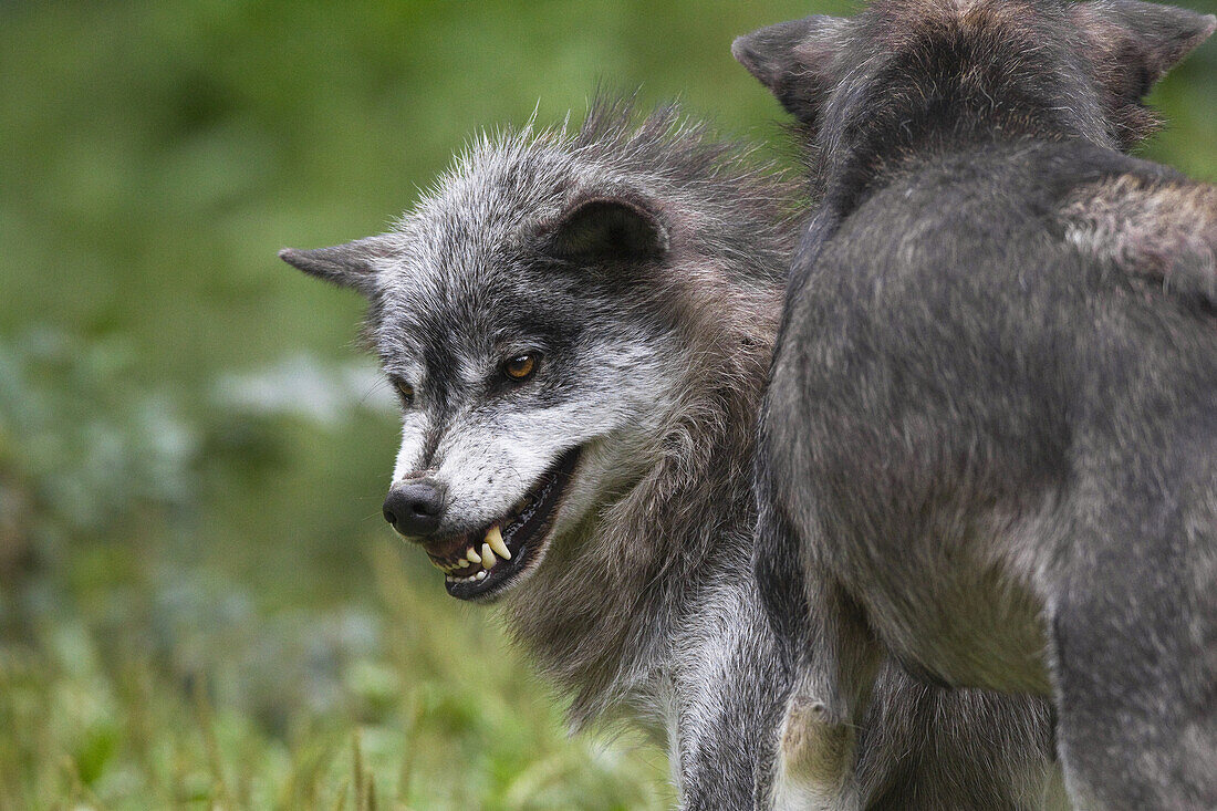 Timber Wolves in Game Reserve, Bavaria, Germany