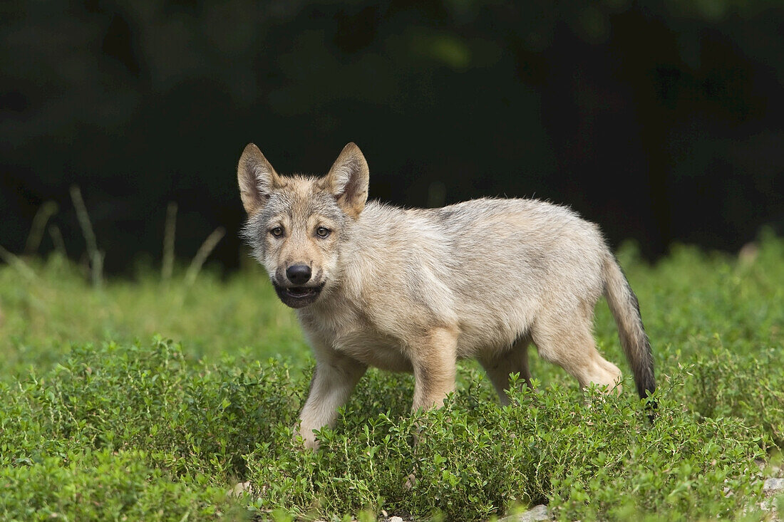 Wolfswelpe